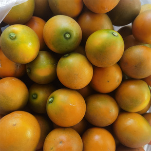 脆蜜金桔四川大凉山金桔催皮小金桔子纯甜无酸当季新鲜水果整箱