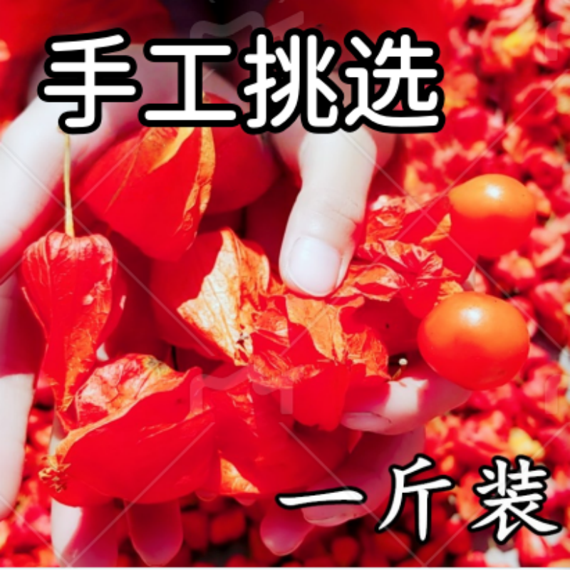 东北长白山红姑娘菇娘果锦灯笼苦姑娘山姑娘中药材挂金灯皮果