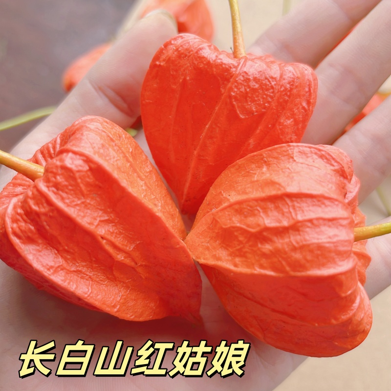 东北长白山新鲜野生红姑娘苦姑娘山姑娘菇娘果酸浆灯笼果锦灯笼