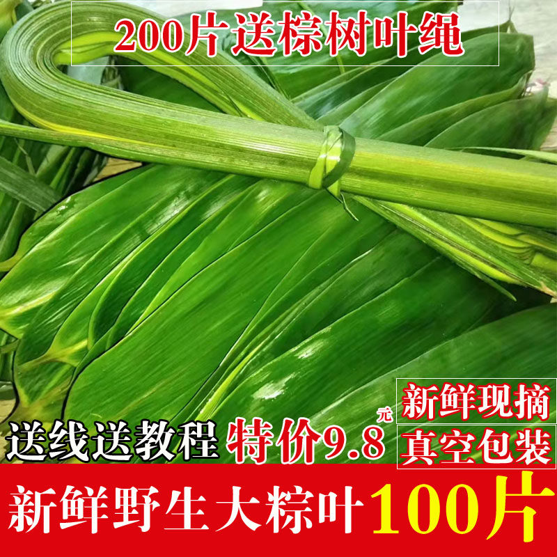 新鲜粽叶粽子叶大号100片