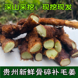 贵州现采骨碎补中药材新鲜毛姜爬岩姜接骨猴姜肉碎补 煲汤泡酒 包邮