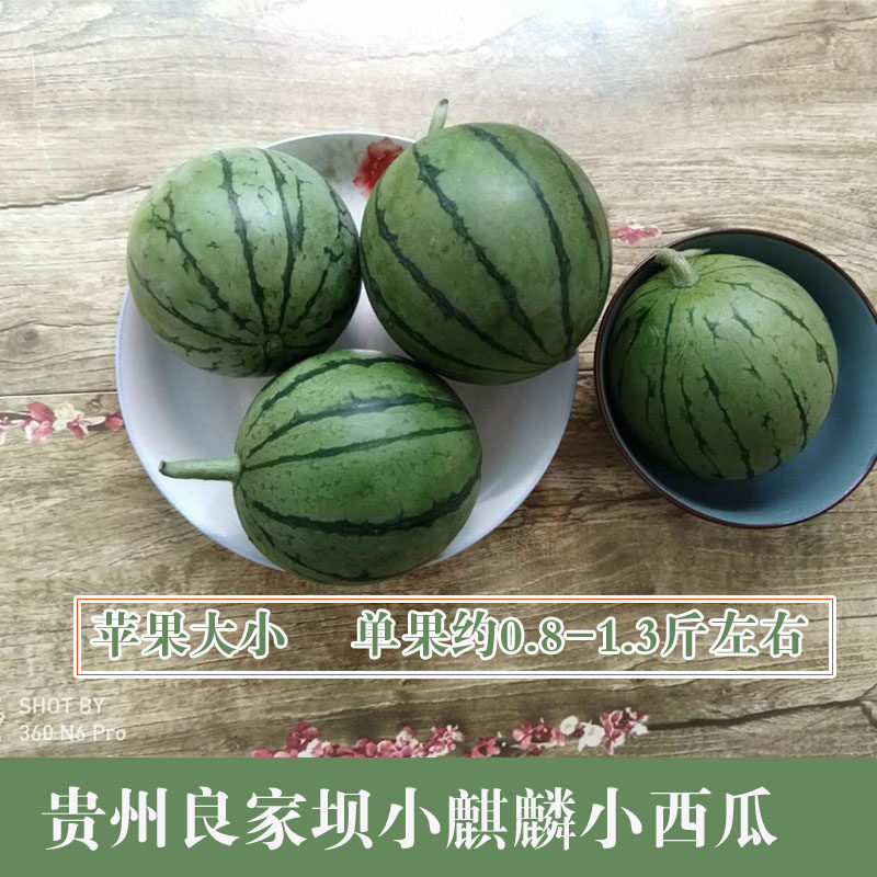 贵州迷你网红小西瓜袖珍麒麟吊瓜皮薄脆甜口口脆新鲜水果拍2免邮