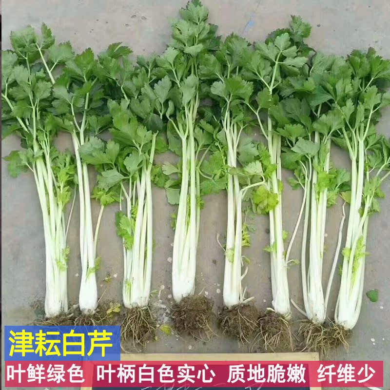 津耘白芹白色白杆芹菜种籽四季小香芹绿叶实心速生高产抗病菜种子