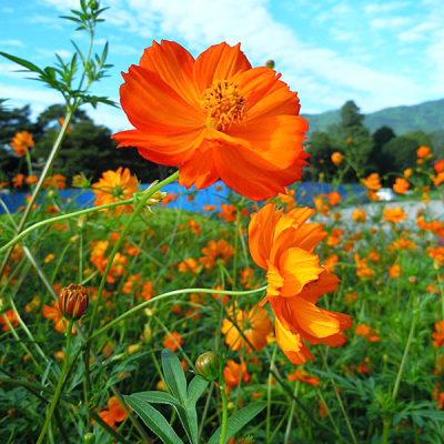 四季种不断景观花海园艺硫华菊