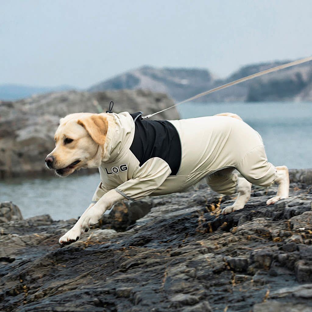 中大型犬拉布拉多金毛柴犬四脚防