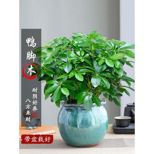 八方来财鸭脚木盆栽植物室内外绿植七叶莲清新净化空气景德镇陶瓷