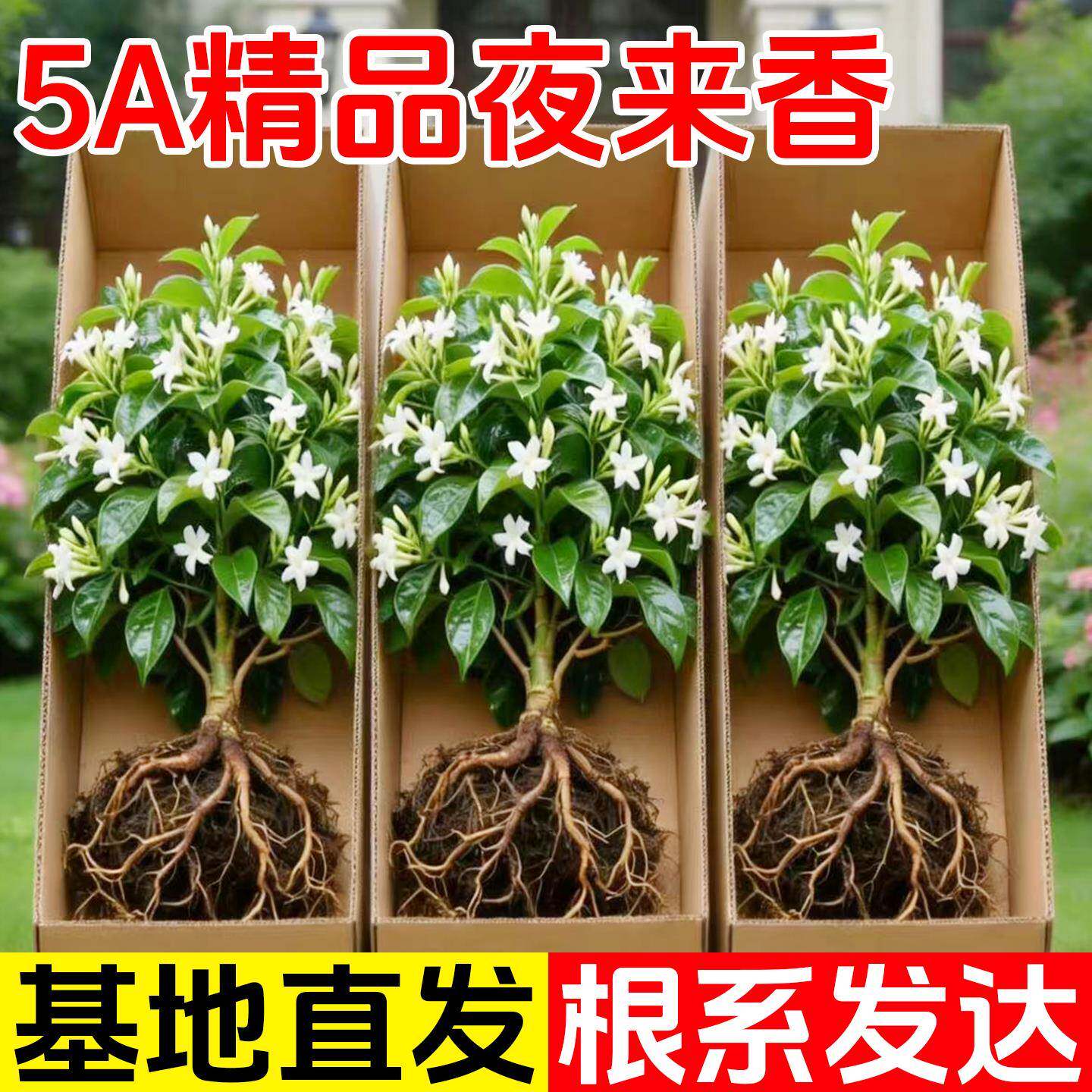 夜来香花树苗带花苞驱蚊绿植室内阳台四季花卉开花植物好养活