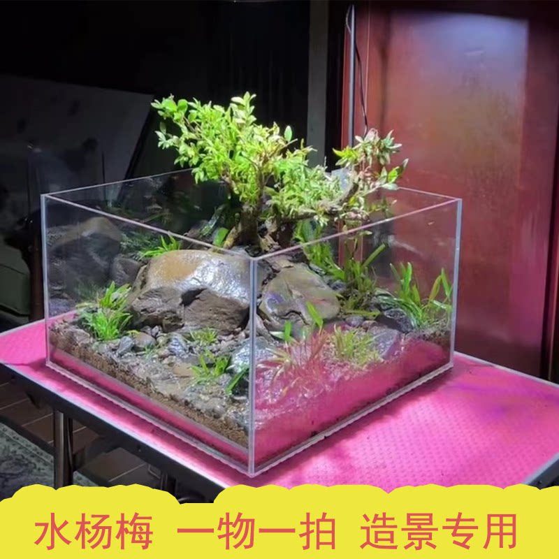 水杨梅鱼缸造景提跟小老桩趣味观赏绿植物树桌面水培土培和鱼共养