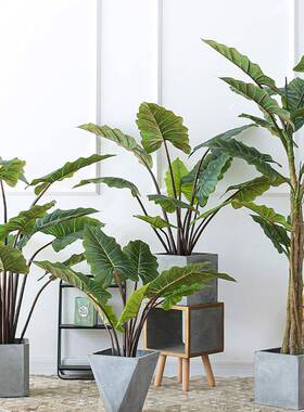北欧仿真植物彩虹芋家居酒店装饰绿植盆栽人造彩虹树春芋盆栽