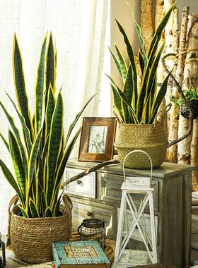 北欧风仿真植物虎皮兰盆栽室内客厅办公室落地盆景装饰假绿植摆件