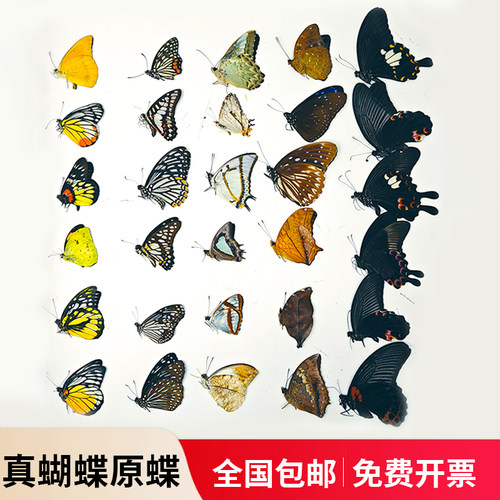 蝴蝶原蝶标本凤蝶粉蝶diy手工