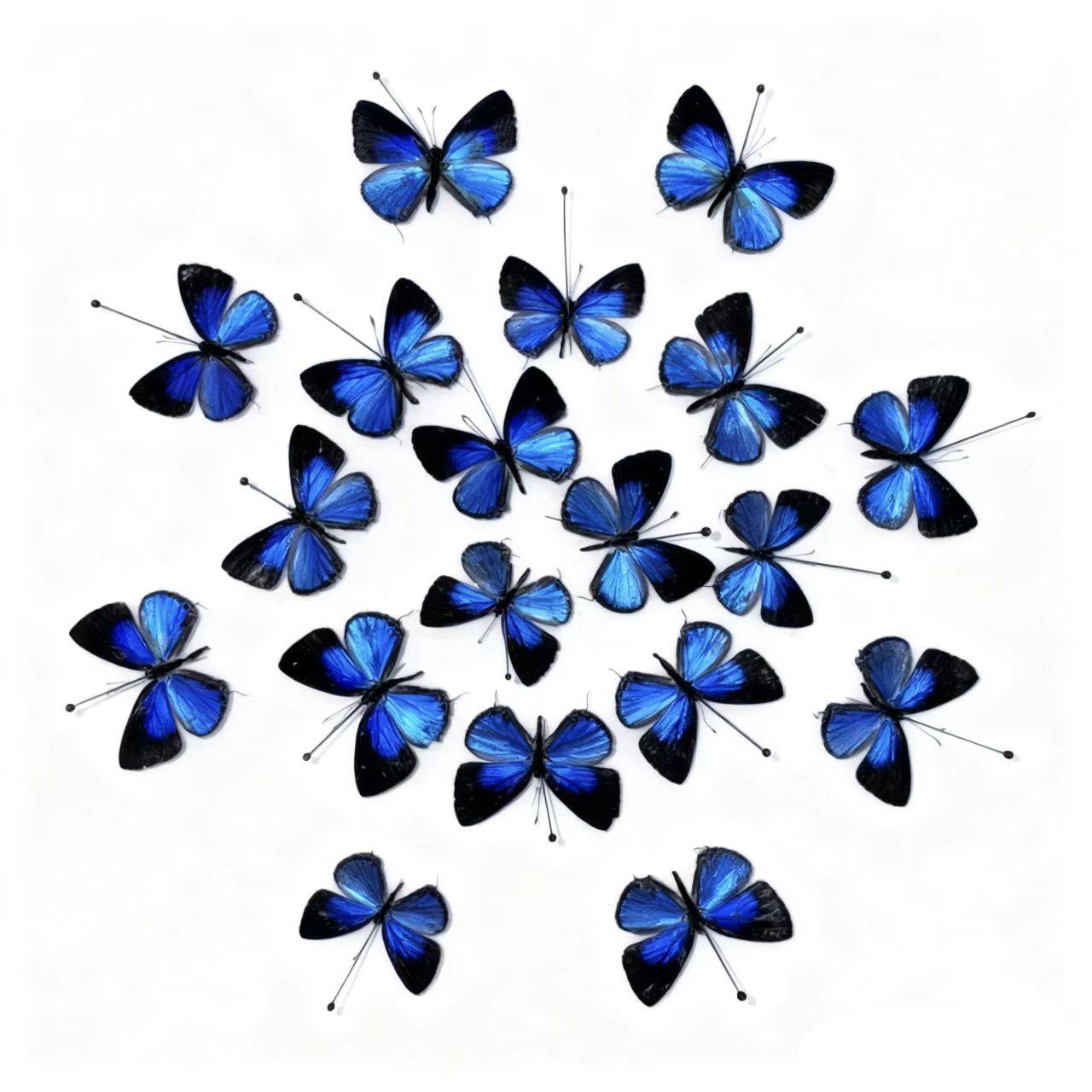 真雅灰蝶未展翅原蝶真蝴蝶标本已展翅生日礼物diy手工制作材料