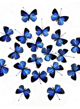 真雅灰蝶未展翅原蝶真蝴蝶标本已展翅生日礼物diy手工制作材料