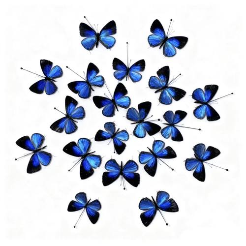 真雅灰蝶未展翅原蝶标本