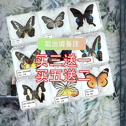 真蝴蝶标本摆件学生diy