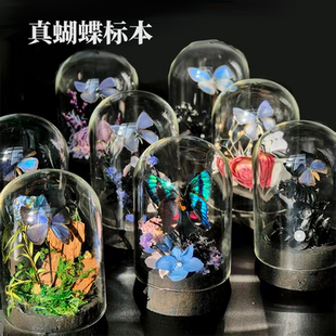 精致高级生态瓶礼品真蝴蝶标本办公桌面摆件玻璃罩小众生日礼物女