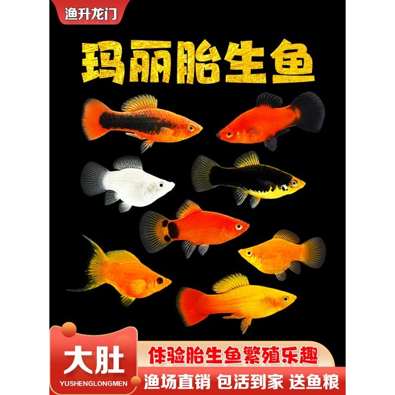 胎生鱼活体玛丽鱼淡水观赏鱼清道夫繁殖孕母孔雀玛丽球小型热带鱼