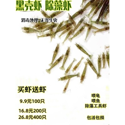 繁殖最快的活虾小观赏淡水虾苗除藻清洁虾冷水鱼缸里养的小虾喂龟
