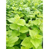 福建新鲜小蚕吃嫩蚕宝宝饲料桑树叶现摘叶大农家自种蚕桑桑叶