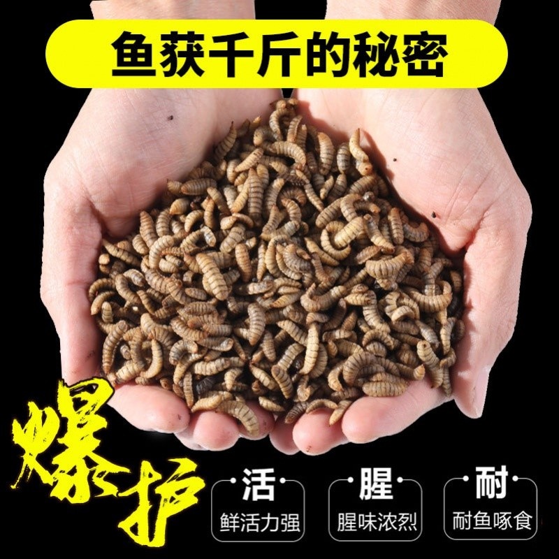 新款黑水虻幼虫活体鱼饵黄骨鱼鲫鱼鲶鱼鳊鱼鲤鱼活饵乌龟八哥饲料