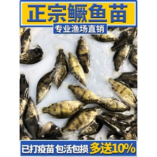 鳜鱼苗桂花鱼苗淡水养殖食用翘嘴鳜大眼鳜斑鳜鱼肉食活体鲈鱼鱼苗