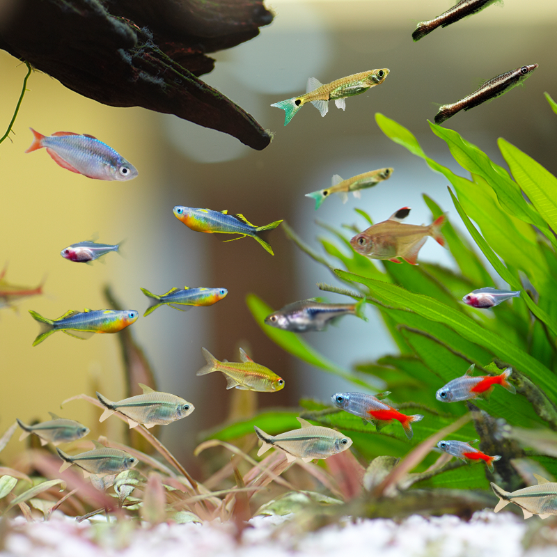 活小鱼红绿灯鱼小型灯科群游鱼热带观赏鱼宝莲灯鱼活体鱼淡水好养