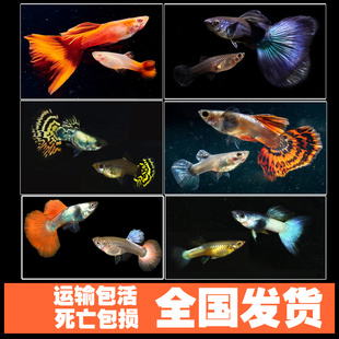 孔雀鱼活体凤尾鱼热带鱼纯种淡水小型胎生灯科鱼观赏鱼活体配对装