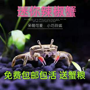 辣椒蟹活体观赏蟹小淡水螃蟹可混养宠物蟹除澡吃虫相手蟹活物爬宠