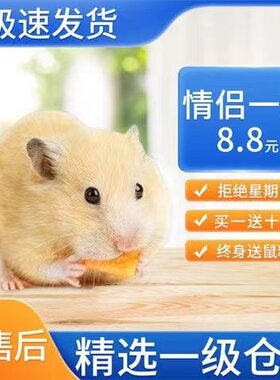 小仓鼠宠物活物已打过疫苗公仔易上手银狐紫仓布丁三线金丝熊活体