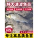 清波鱼苗淡水养殖食用正宗青波中华倒刺鲃四川重庆本地淡水名贵鱼