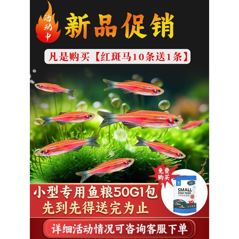 小型热带观赏活鱼蝶翼斑马鱼孔雀鱼红绿灯科天使神仙淡水好养小鱼