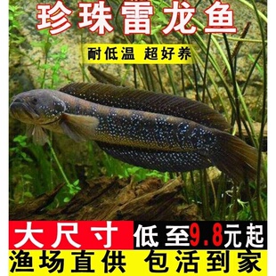 七星鱼淡水养殖凶猛冷水山斑鱼耐氧好活秤星鱼苗观赏珍珠雷龙月鳢