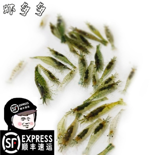 繁殖最快的活虾小观赏淡水虾苗除藻清洁虾冷水鱼缸里养的小虾喂龟