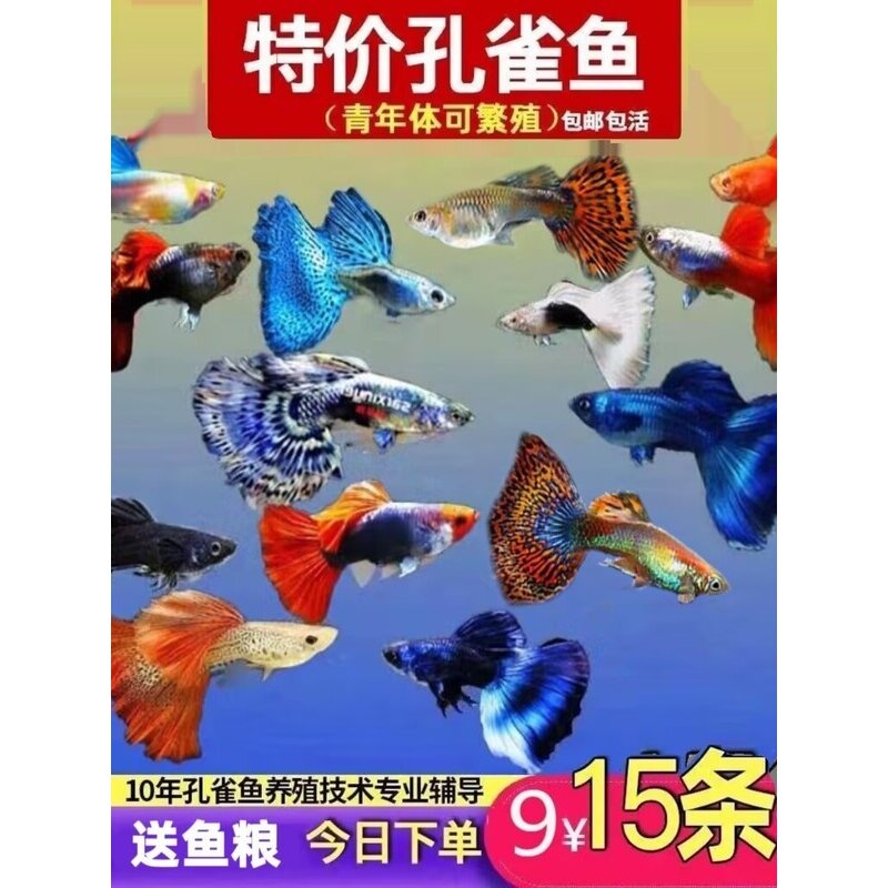 孔雀鱼纯种观赏鱼小型淡水好养热带鱼活体清道夫斑马金鱼繁殖小鱼