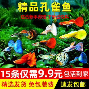 孔雀鱼纯种观赏鱼小型淡水好养热带鱼活体斑马金鱼小鱼鱼苗凤尾鱼