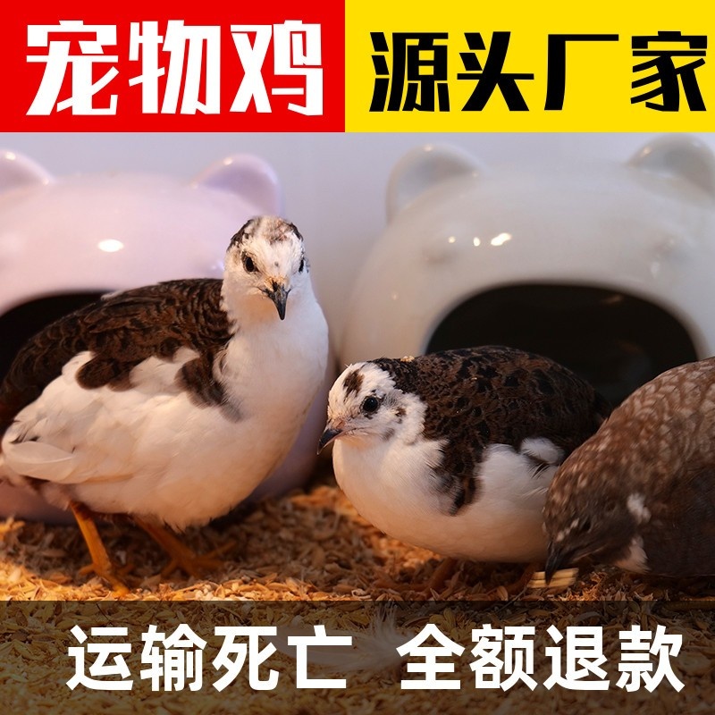 网红宠物鸡活物观赏鸡活体全色系迷你下蛋宠物40-60天青年鸡包邮