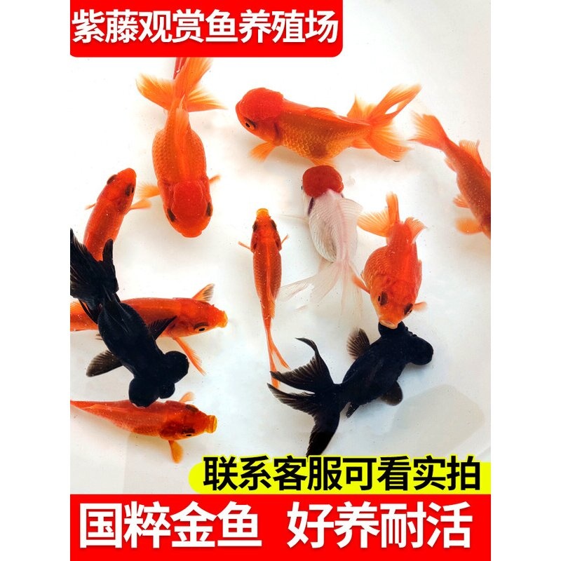 金鱼活鱼观赏鱼小型淡水冷水鱼鱼苗兰寿锦鲤蝶尾红狮子头草金龙睛