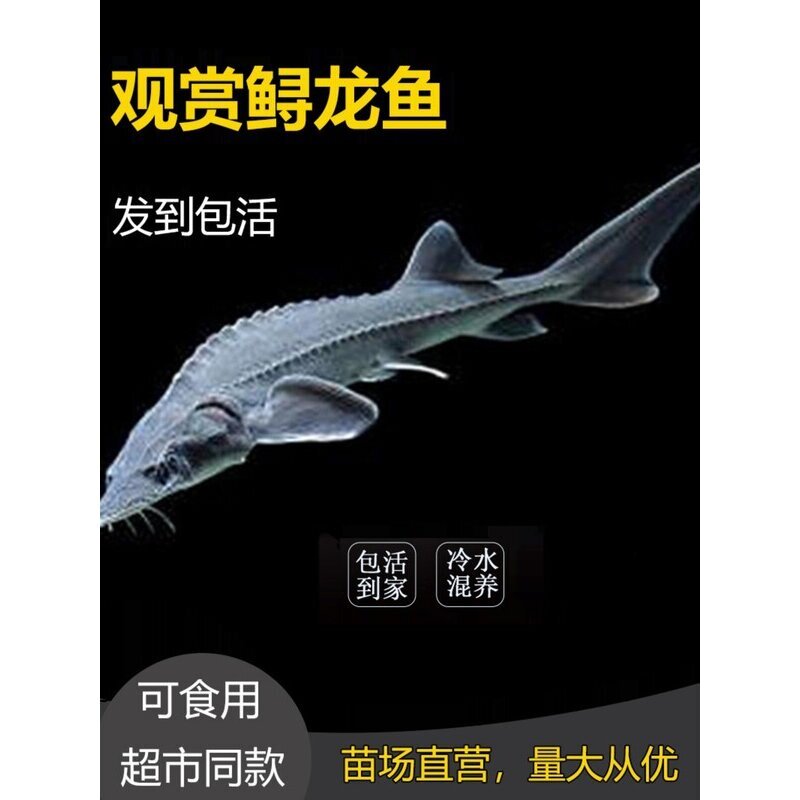 鲟鱼苗中华观赏鱼淡水养殖可食用尖嘴鲟冷水鱼鲟龙鱼苗杂交鲟活体图片