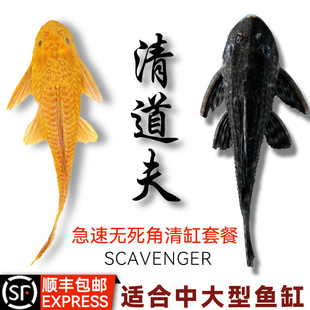 清道夫鱼缸清洁工金苔鼠鱼活体观赏热带淡水吃屎垃圾粪便清理藻类