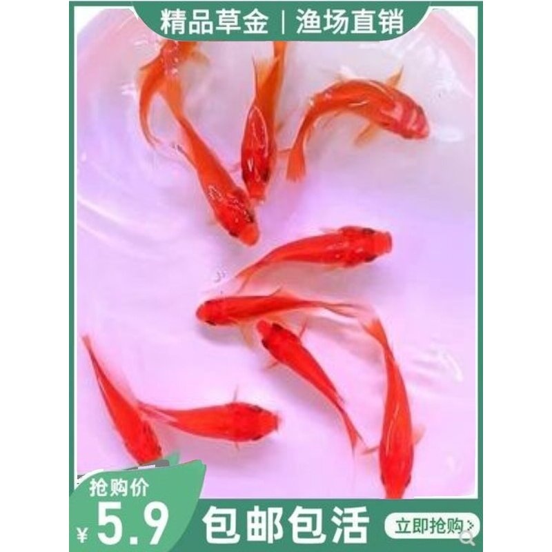金鱼活体草金鱼小金鱼苗红草金冷水鱼好养耐活观赏鱼红鲫鱼锦鲤鱼