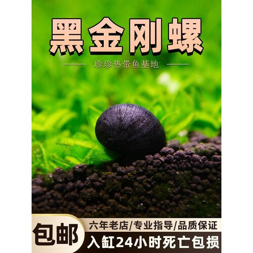 黑金刚螺除藻螺观赏螺清洁工具螺彩蛋螺苹果螺热带草缸杀手螺吃藻