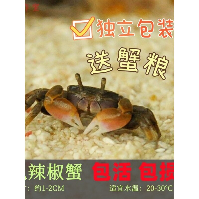 迷你蟹辣椒蟹观赏蟹可与灯科鱼孔雀鱼虾斑马鱼混养吃涡虫除藻活体