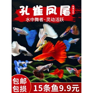 孔雀鱼热带观赏鱼小型淡水鱼好养耐活繁殖临产活体胎生凤尾鱼孕鱼