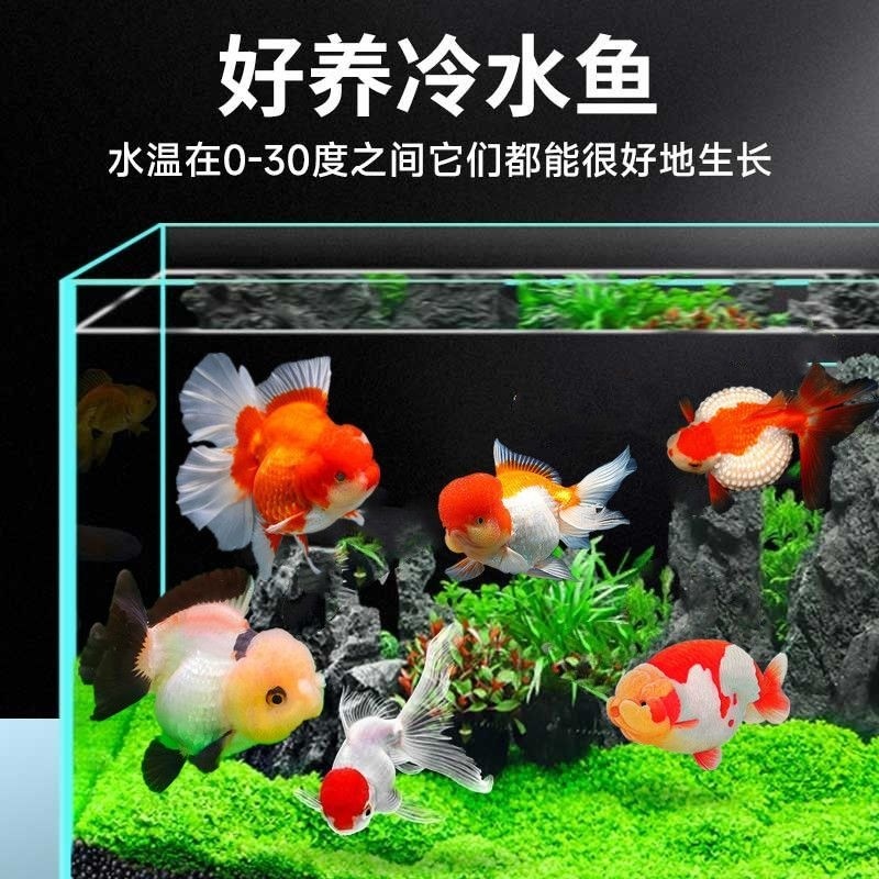 观赏鱼小型懒人好养冷淡水金鱼活鱼兰寿珍珠蝶尾三色玛丽泰狮顶红