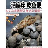 马来螺清洁鱼缸藻水质粪便冷水净化新品 观赏螺草缸食藻净水繁殖