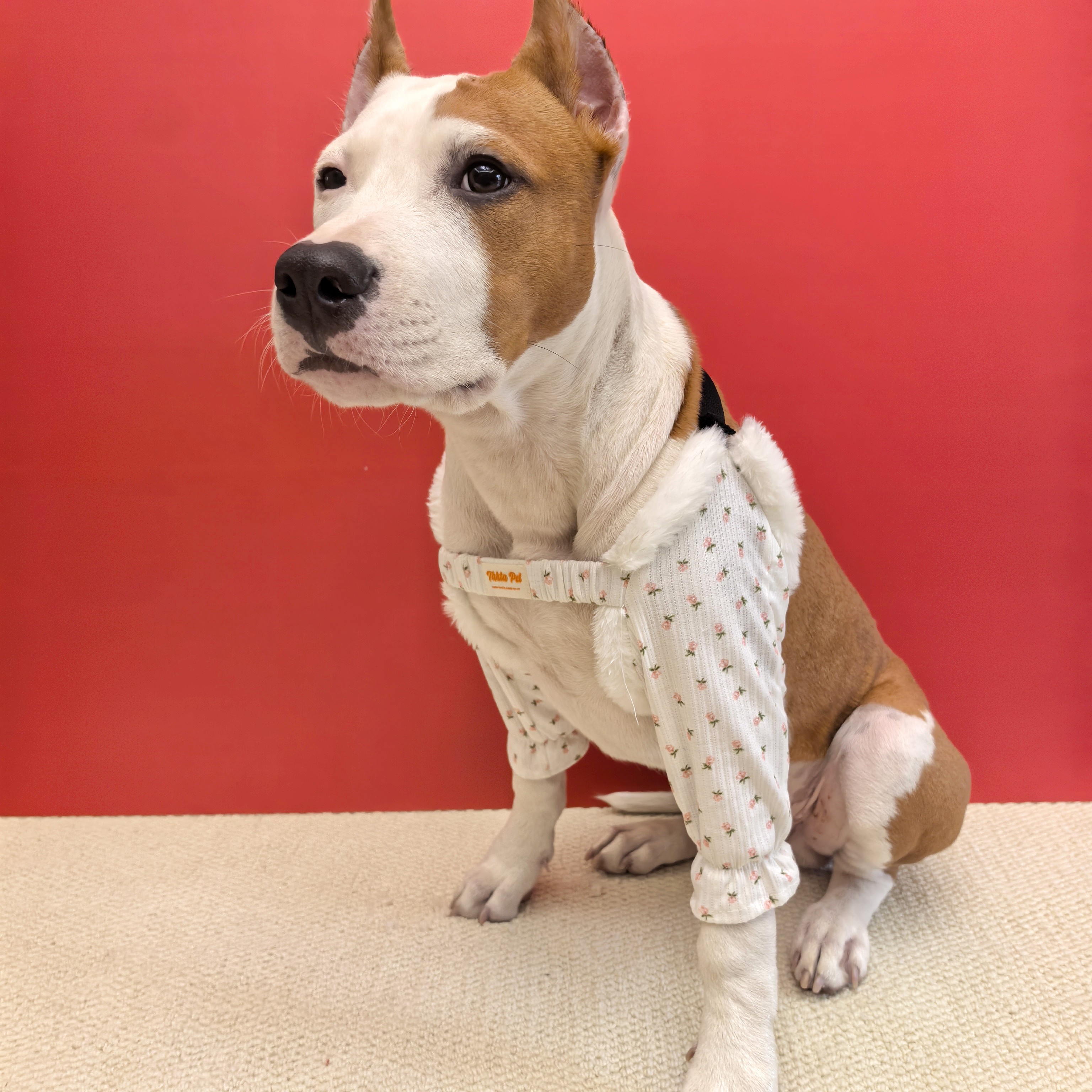 毛绒绒BM风护肘袖套小中大型犬恶霸斯塔福牛头梗哈士奇边牧法斗