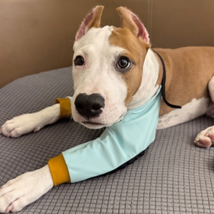 冰丝撞色加厚垫护肘袖套小中大型犬恶霸斯塔福牛头梗哈士奇边牧