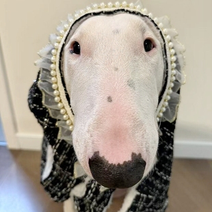 温温柔柔小香风加棉冬季马甲狗衣服牛头梗恶霸斯塔福拉布拉多服饰