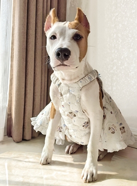 蛋糕小狗加棉裙子小中大型犬狗狗秋冬裙子斯塔福拉布拉多牛头梗