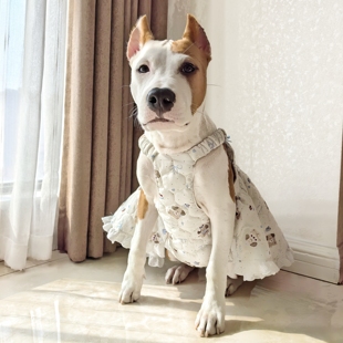 蛋糕小狗加棉裙子小中大型犬狗狗秋冬裙子斯塔福拉布拉多牛头梗